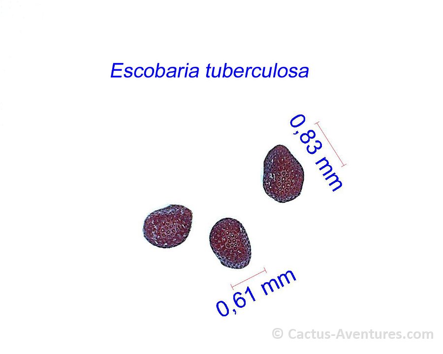 Escobaria tuberculosa JL84142 Shafter seeds